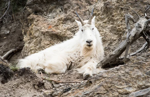 Fjällget Vildmark Nationalpark Jaspis Kanada — Stockfoto