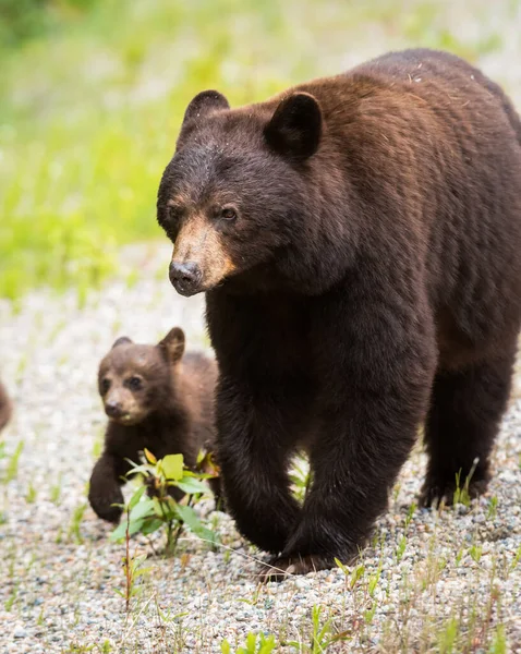 Svart Björn Naturen — Stockfoto