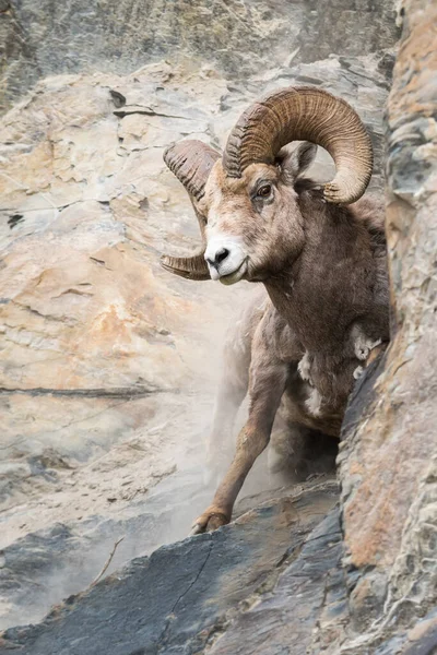 Bighorn Ram Het Wild — Stockfoto