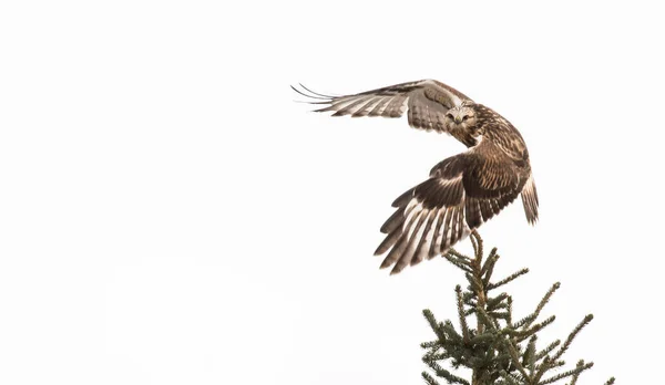 Aussichtsreicher Blick Auf Den Raubeinigen Falken Der Wilden Natur — Stockfoto