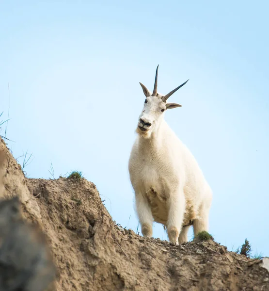 Mountain Goat Het Wild Nationaal Park Jasper Canada — Stockfoto