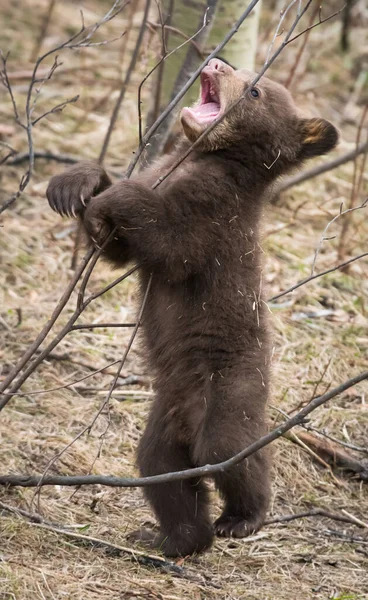 Svarta Björnar Det Vilda — Stockfoto