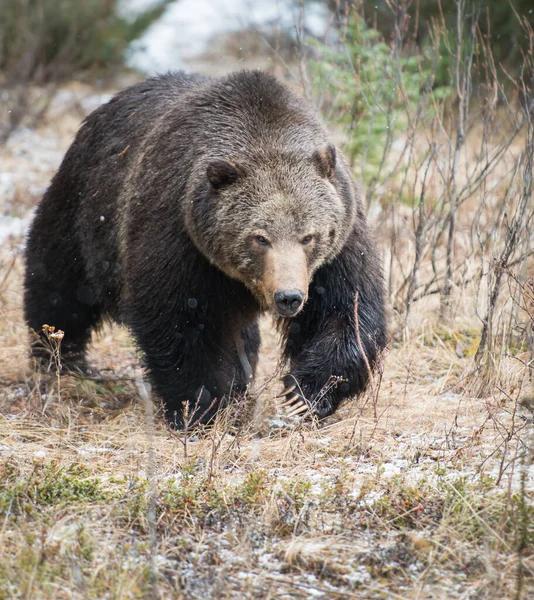 Orso Grizzly Canadese Natura — Foto Stock