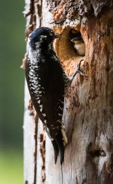Three Toed Woodpecker Wild — Stock Photo, Image
