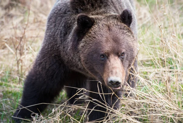 Urso Pardo Natureza — Fotografia de Stock