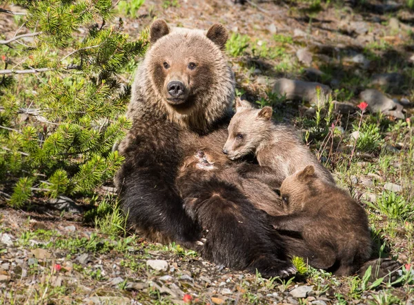 Medvěd Grizzly Divočině — Stock fotografie