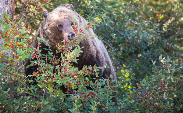 Grizzly bear in the wild