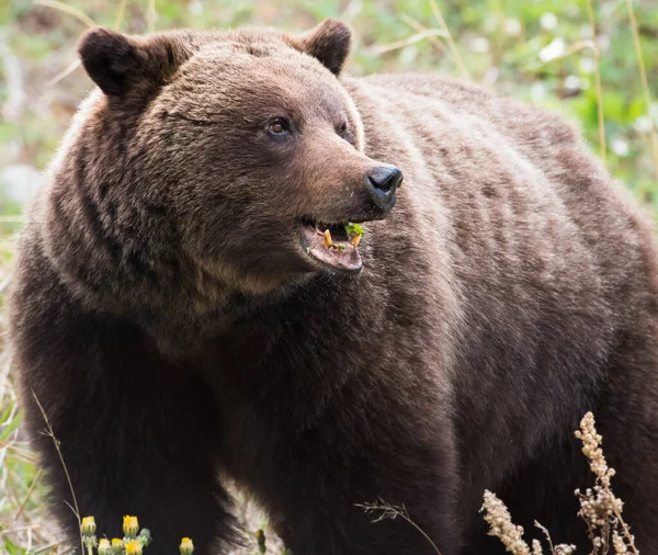 Бурый Медведь Гризли Дикой Природе — стоковое фото