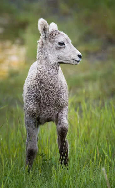 Koca Boynuzlu Koyunlar Vahşi Doğada — Stok fotoğraf