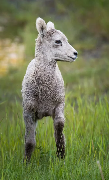 Bighorn Ovelhas Natureza — Fotografia de Stock