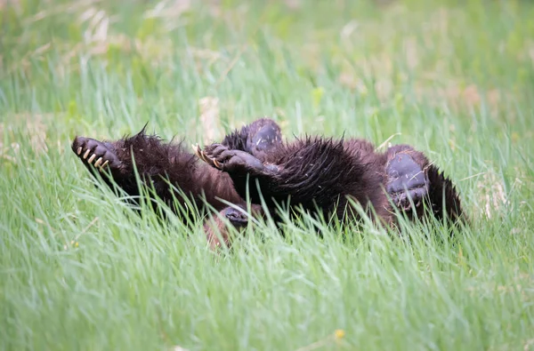 Brauner Grizzlybär Freier Natur — Stockfoto