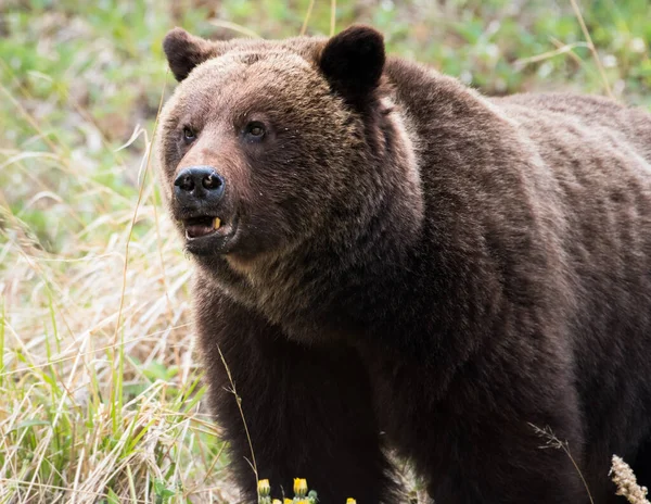 Oso Pardo Naturaleza — Foto de Stock