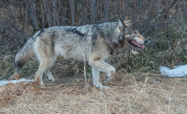 Lobo Cinzento Natureza Selvagem — Fotografia de Stock