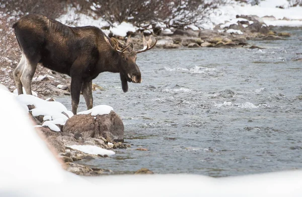 Orignal Taureau Dans Parc National Jaspe Canada — Photo