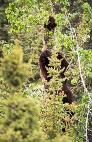 Schwarzbär Freier Wildbahn — Stockfoto