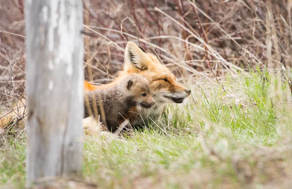 Schattige Rode Vossen Samen Gevangen Park — Stockfoto