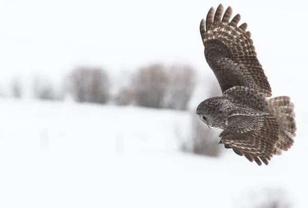 Great Grey Owl Wild Nature Alberta Canada — Stock Photo, Image