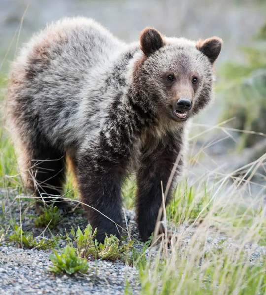 Niedźwiedzie Grizzly Dziczy — Zdjęcie stockowe