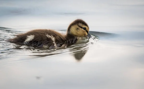 Mallard Duckling Wild — Stock Photo, Image