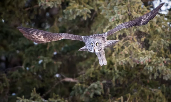 Great Grey Owl Wild Nature Alberta Canada — Stock Photo, Image