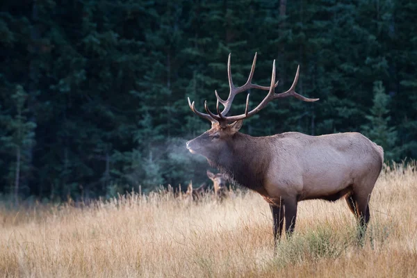 Bull Elk Tijdens Rut — Stockfoto