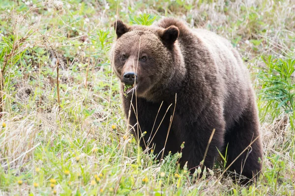 Grizzly Medve Vadonban — Stock Fotó