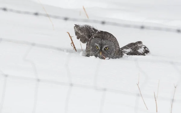 Grand Hibou Gris Dans Nature Sauvage Alberta Canada — Photo