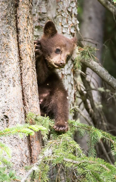 Οικογένεια Μαύρων Αρκούδων Στην Άγρια Φύση — Φωτογραφία Αρχείου