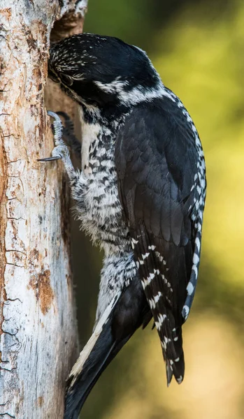 Pájaro Carpintero Tres Dedos Nido — Foto de Stock