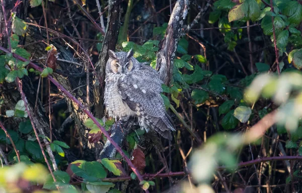 Coruja Orelha Longa Natureza Selvagem — Fotografia de Stock