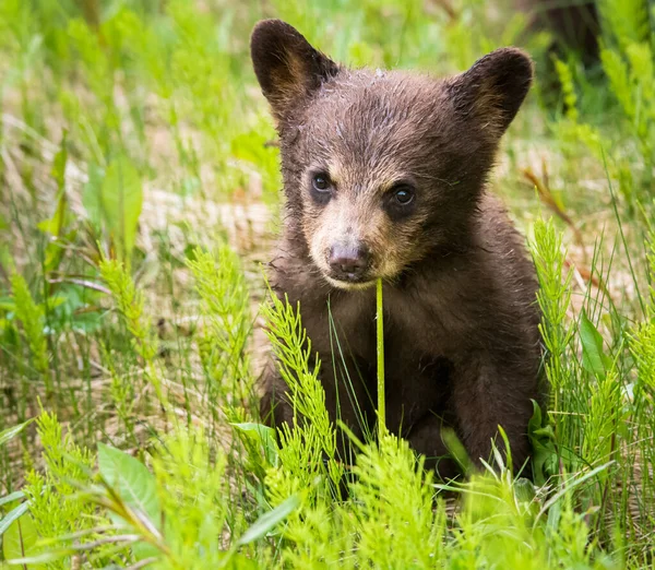 Schwarzbär Freier Wildbahn — Stockfoto