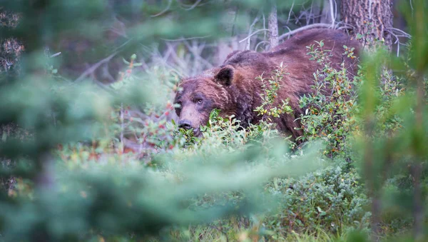 Grizzly Medve Vadonban — Stock Fotó