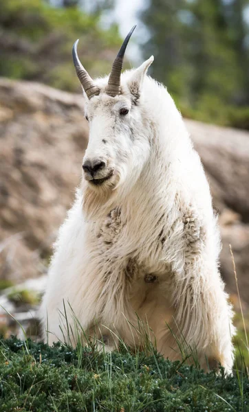 Mountain Goat Wild National Park Jasper Canada — Stock Photo, Image