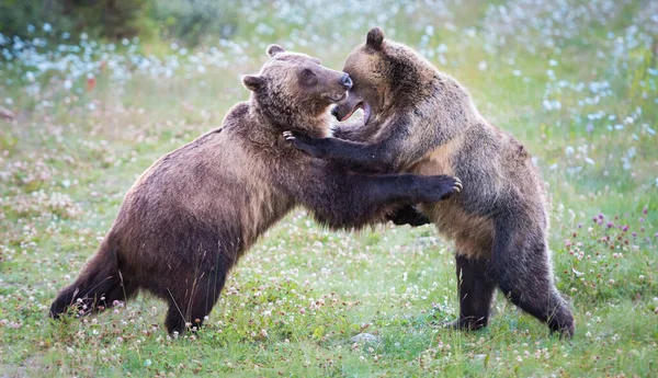 Kanadische Grizzlys Freier Wildbahn — Stockfoto