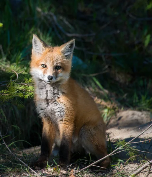 Vue Panoramique Beau Renard Roux Parc — Photo