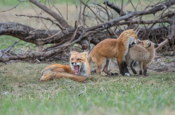 可爱的红狐狸一起在公园被捕获 — 图库照片