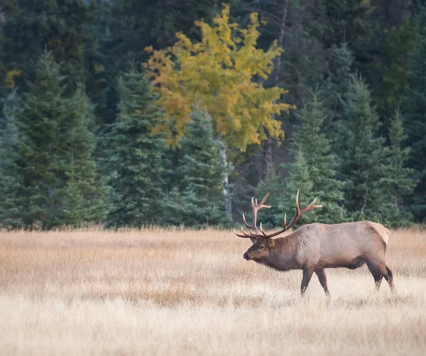 Wapiti État Sauvage — Photo