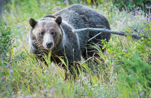 Niedźwiedź Grizzly Dziczy — Zdjęcie stockowe