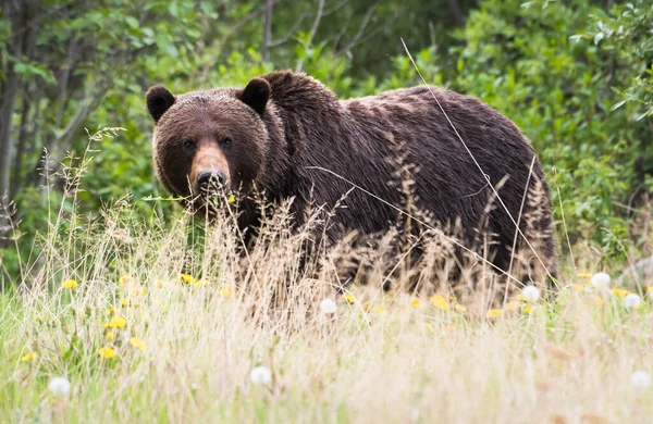 Niedźwiedź Grizzly Dziczy — Zdjęcie stockowe