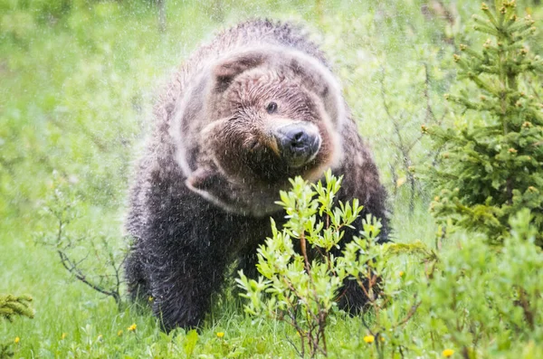 Niedźwiedź Grizzly Dziczy — Zdjęcie stockowe