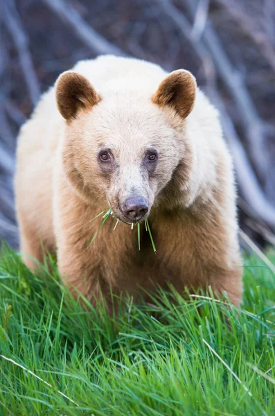 Oso Negro Naturaleza — Foto de Stock