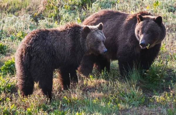 Grizzly Beer Het Wild — Stockfoto