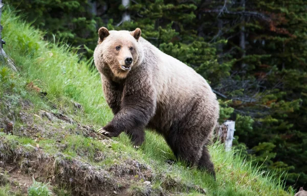 Medvěd Grizzly Divočině — Stock fotografie