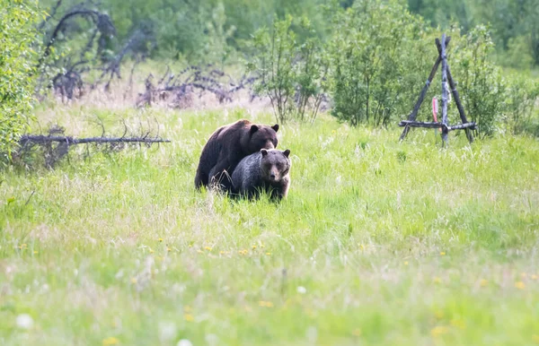 Medvěd Grizzly Divočině — Stock fotografie