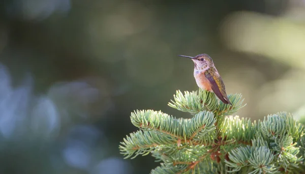 Kolibri Naturen — Stockfoto
