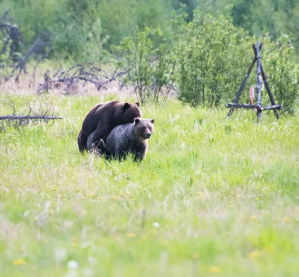 Orso Grizzly Natura — Foto Stock