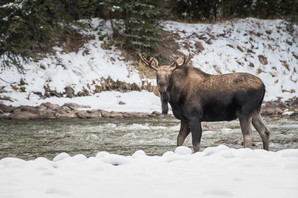 Tjur Älg Nationalpark Jaspis Kanada — Stockfoto