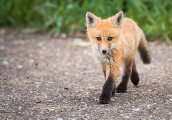 Renard Roux Dans Nature — Photo