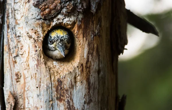 Dreizehenspecht Nest — Stockfoto