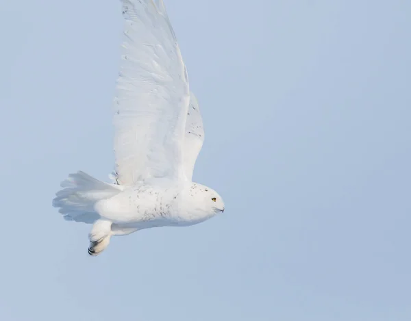 Sneeuwuil Wilde Natuur — Stockfoto